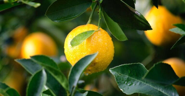 Tips To Help You Become A Juicing Expert